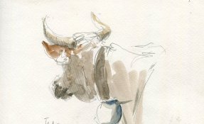 2106-cantal-vache.jpg